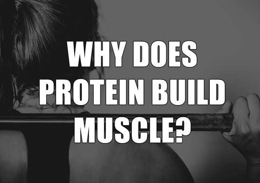 Why Does Protein Build Muscle?